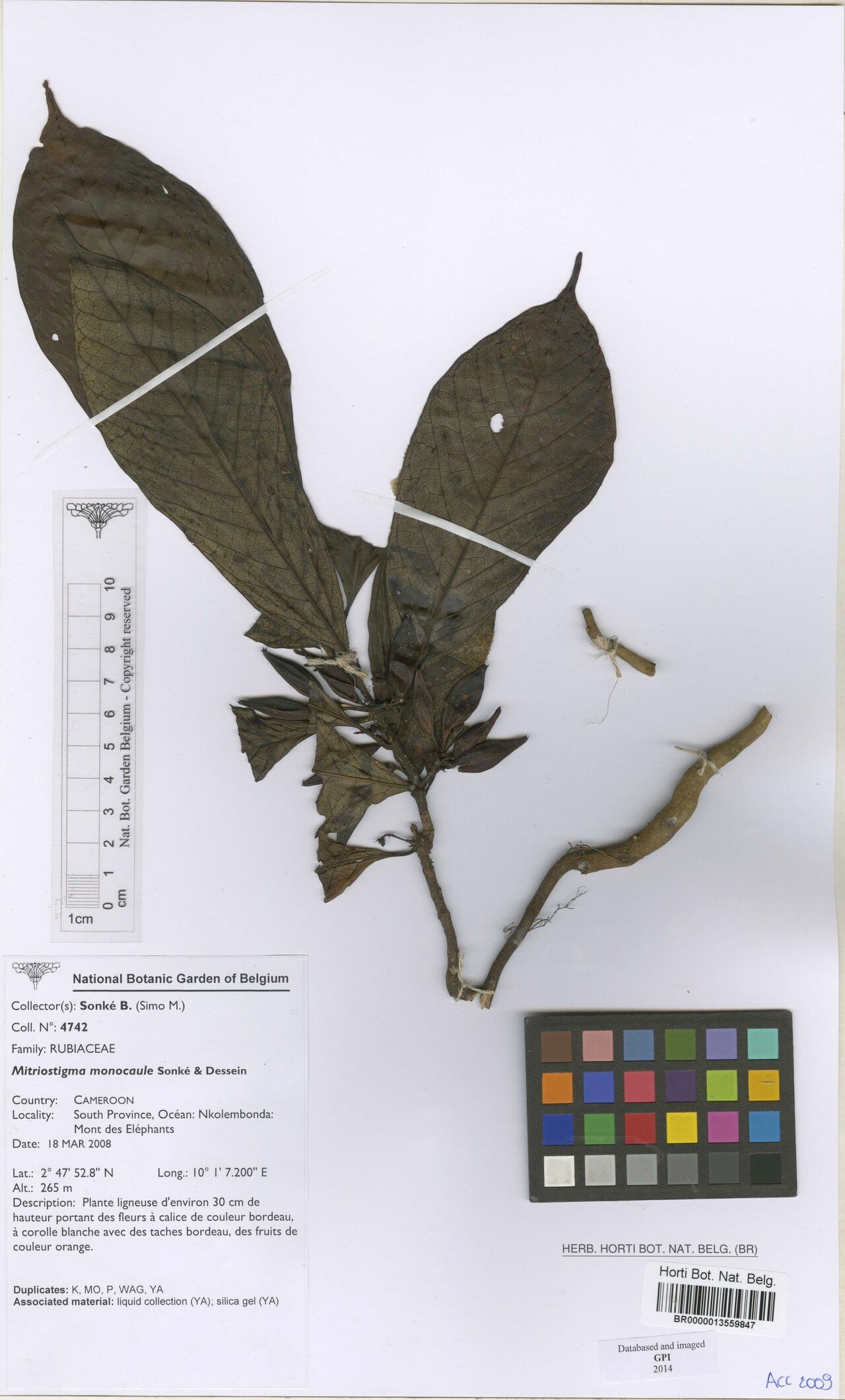 Mitriostigma monocaule other