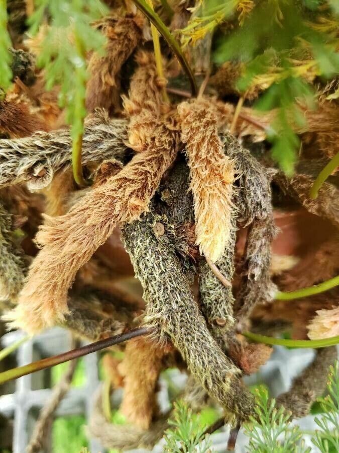 Davallia fejeensis other