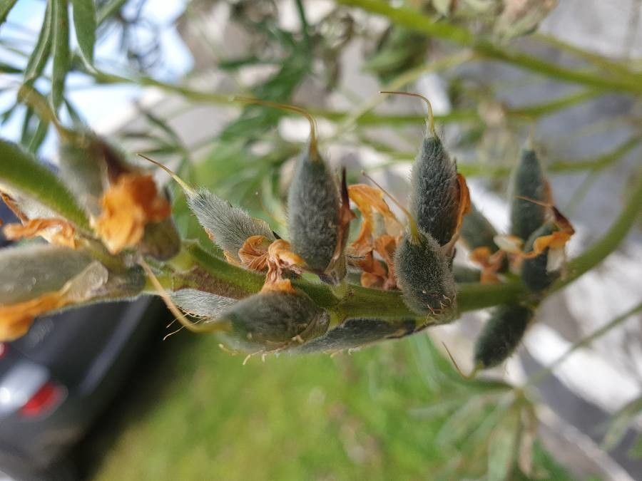 Lupinus luteus fruit