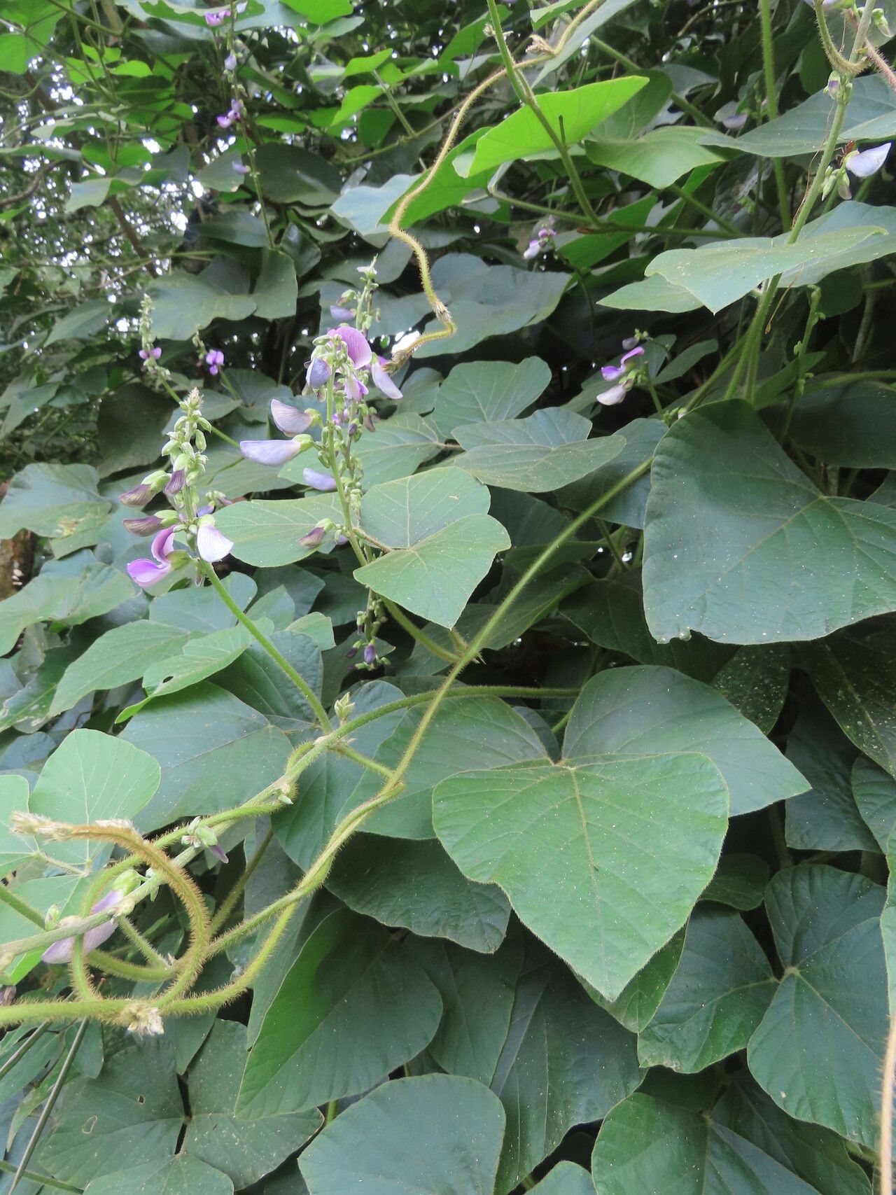 Neustanthus phaseoloides leaf
