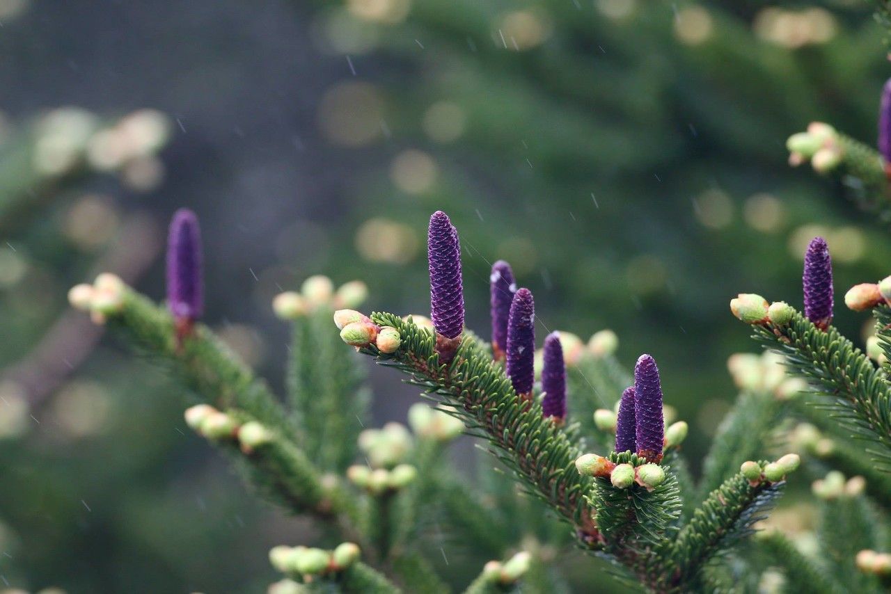 Abies kawakamii fruit