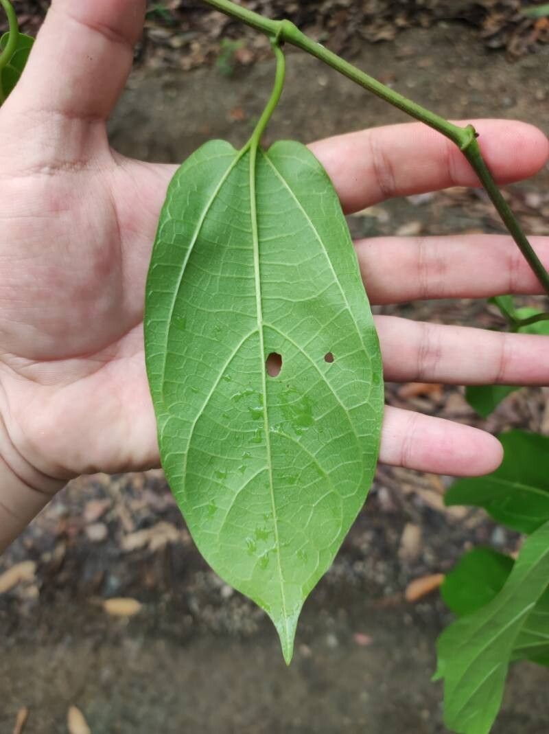 Aristolochia ornithorhyncha leaf