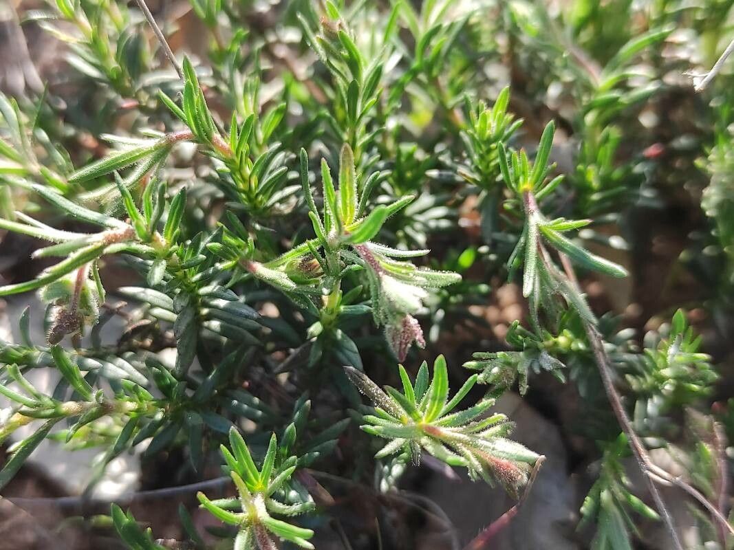 Fumana juniperina — related species from the same genus