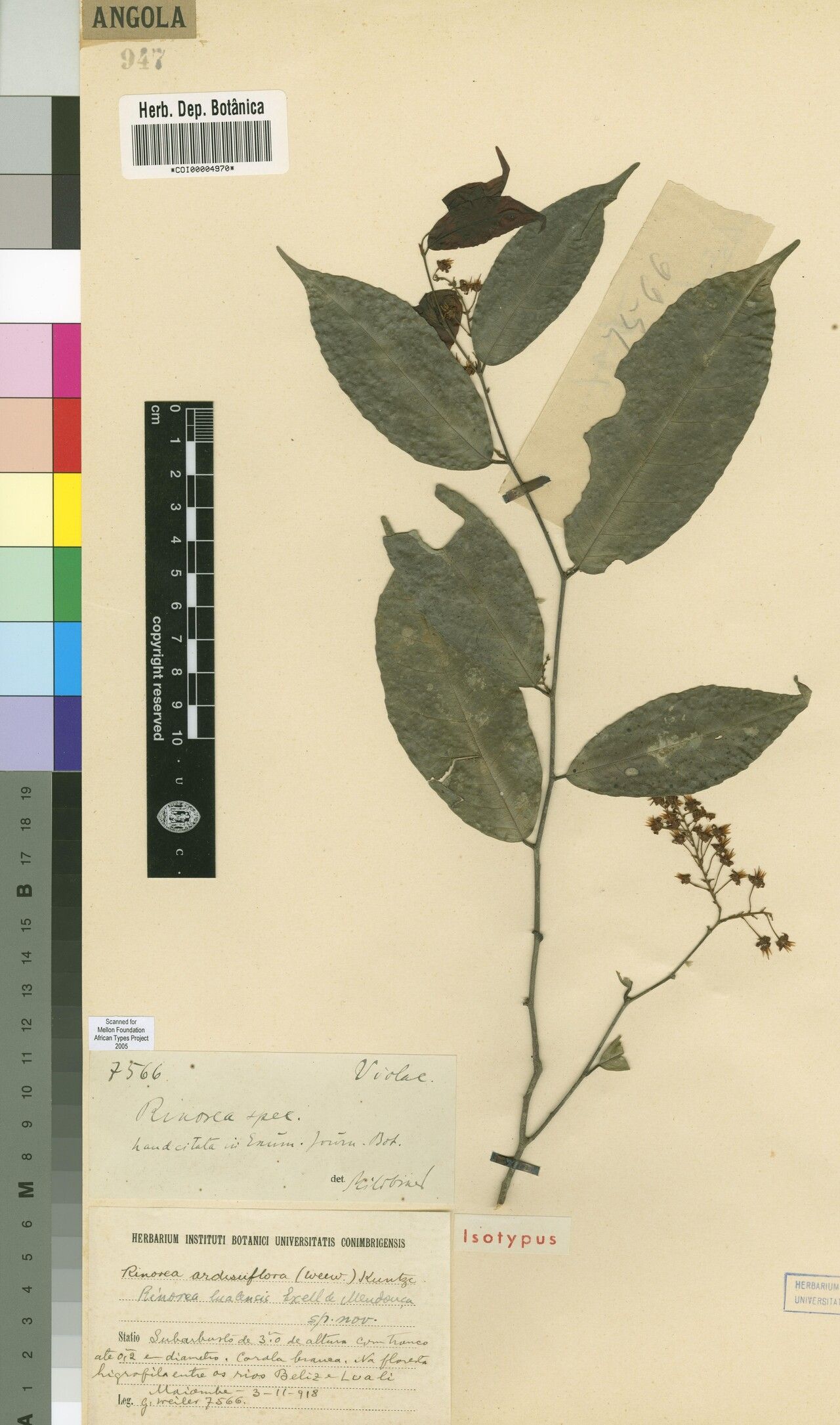 Rinorea lualensis — houseplant care guide