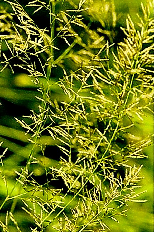 Eragrostis lehmanniana flower