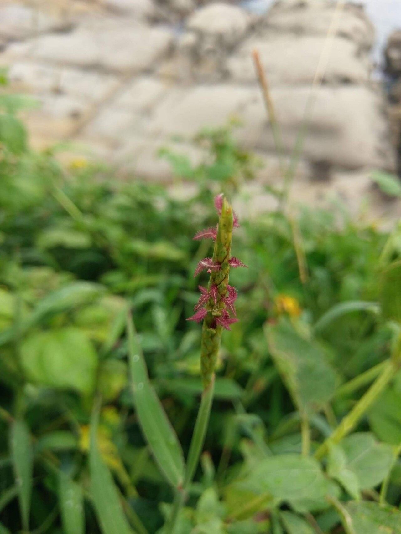 Ischaemum aristatum — related species from the same genus