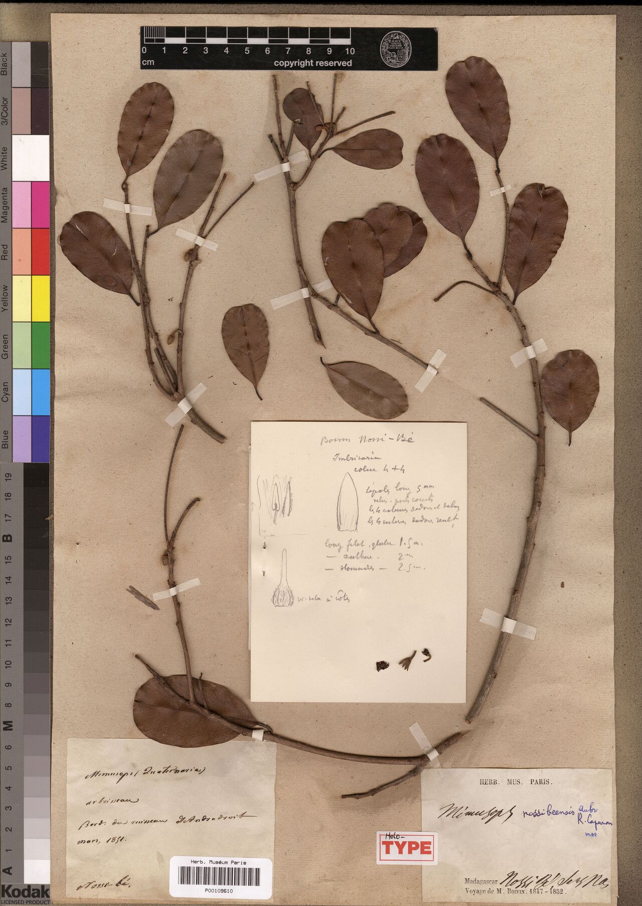 Mimusops nossibeensis — houseplant care guide