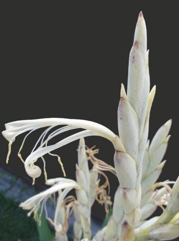 Tillandsia baliophylla — houseplant care guide