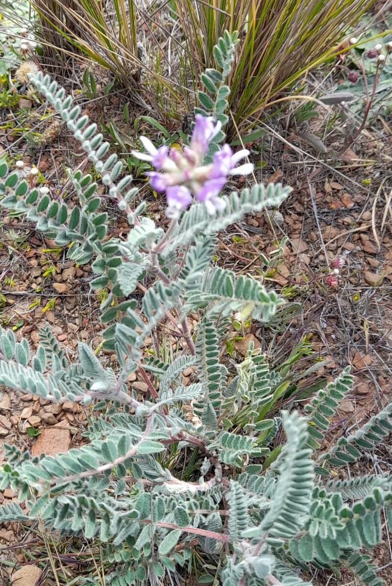 Astragalus arequipensis habit