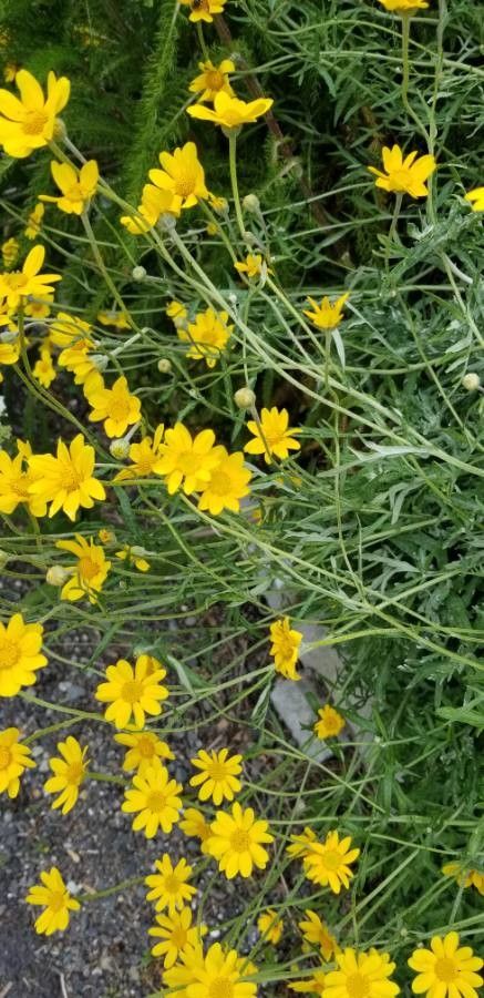 Ranunculus californicus leaf