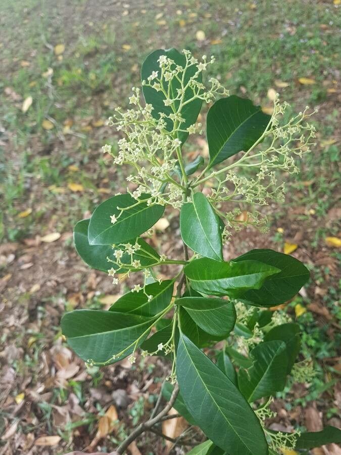 Esenbeckia leiocarpa leaf