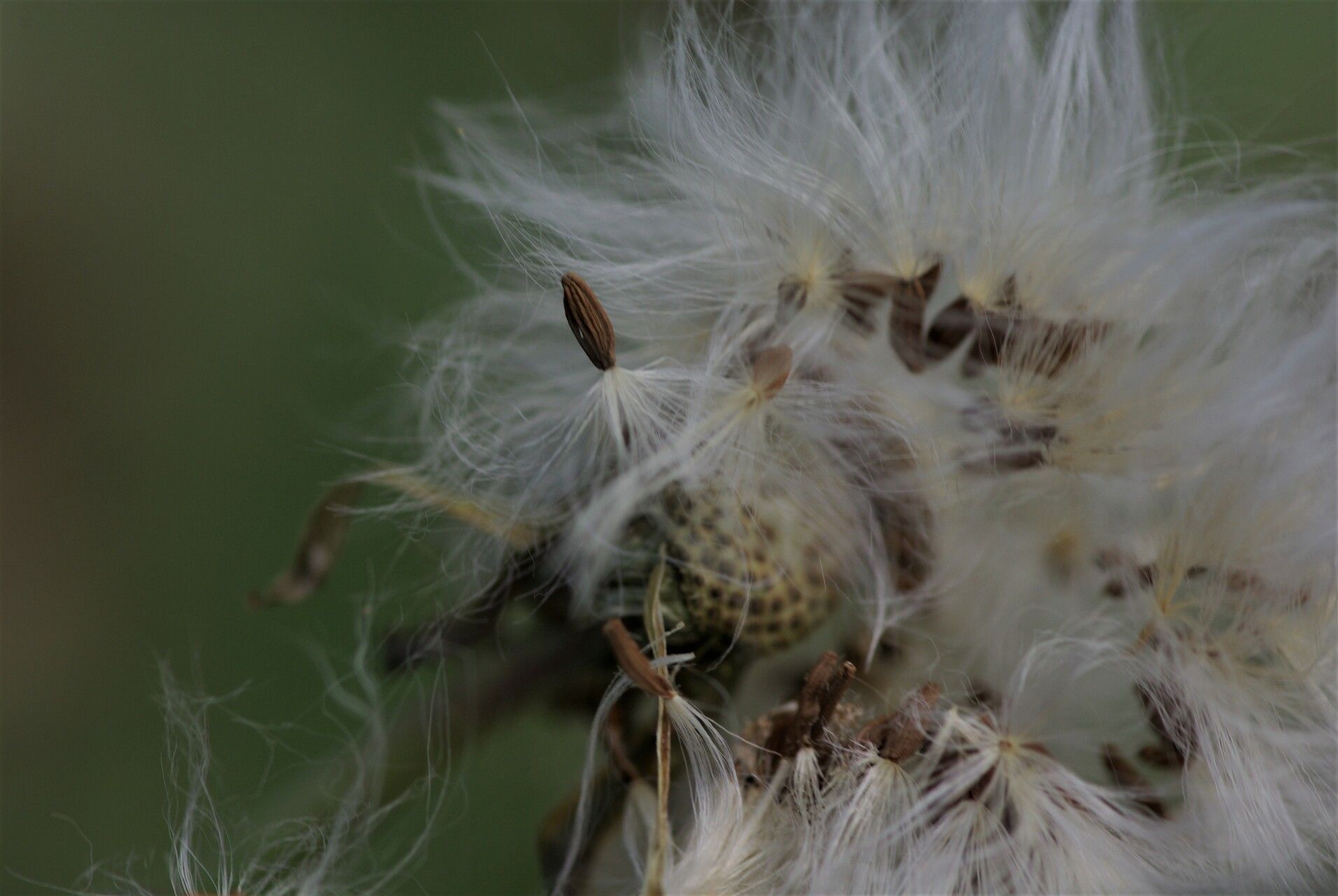 Sonchus maritimus fruit
