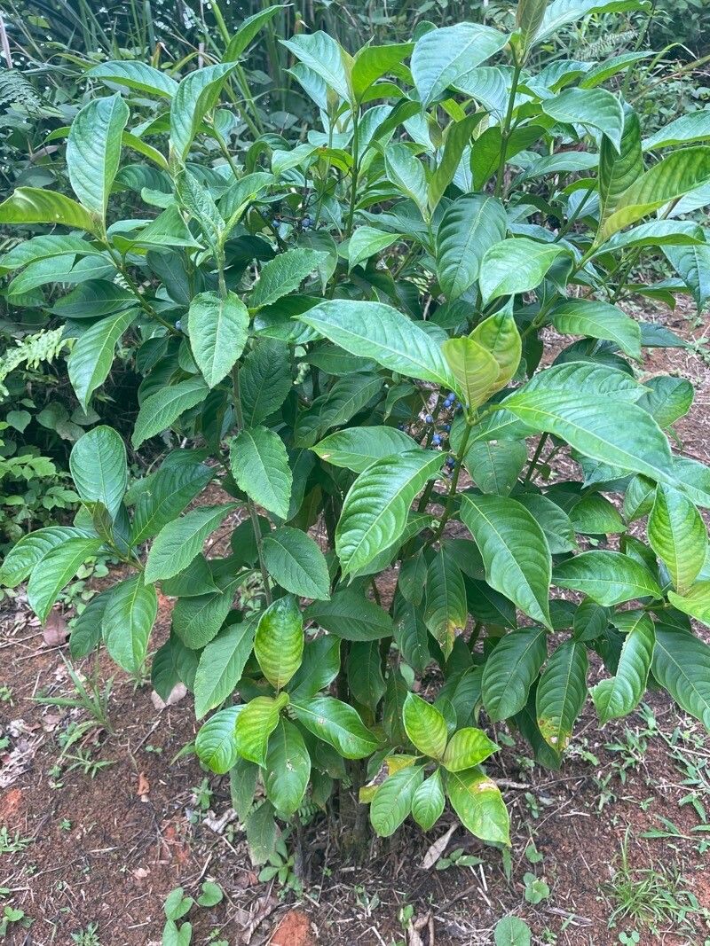 Palicourea brachiata leaf