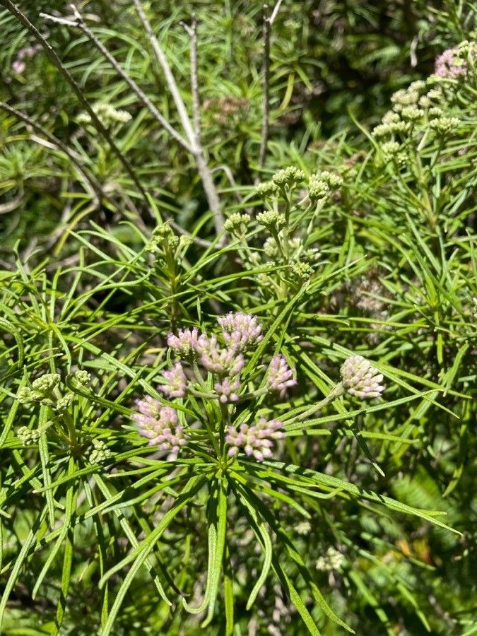 Monarrhenus salicifolius flower