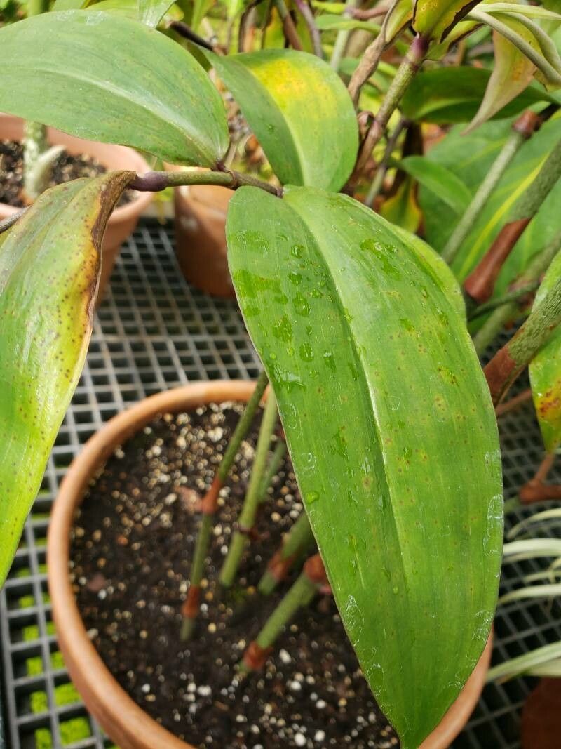 Dichorisandra penduliflora leaf