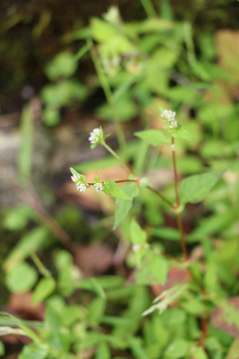 Persicaria nepalensis flower