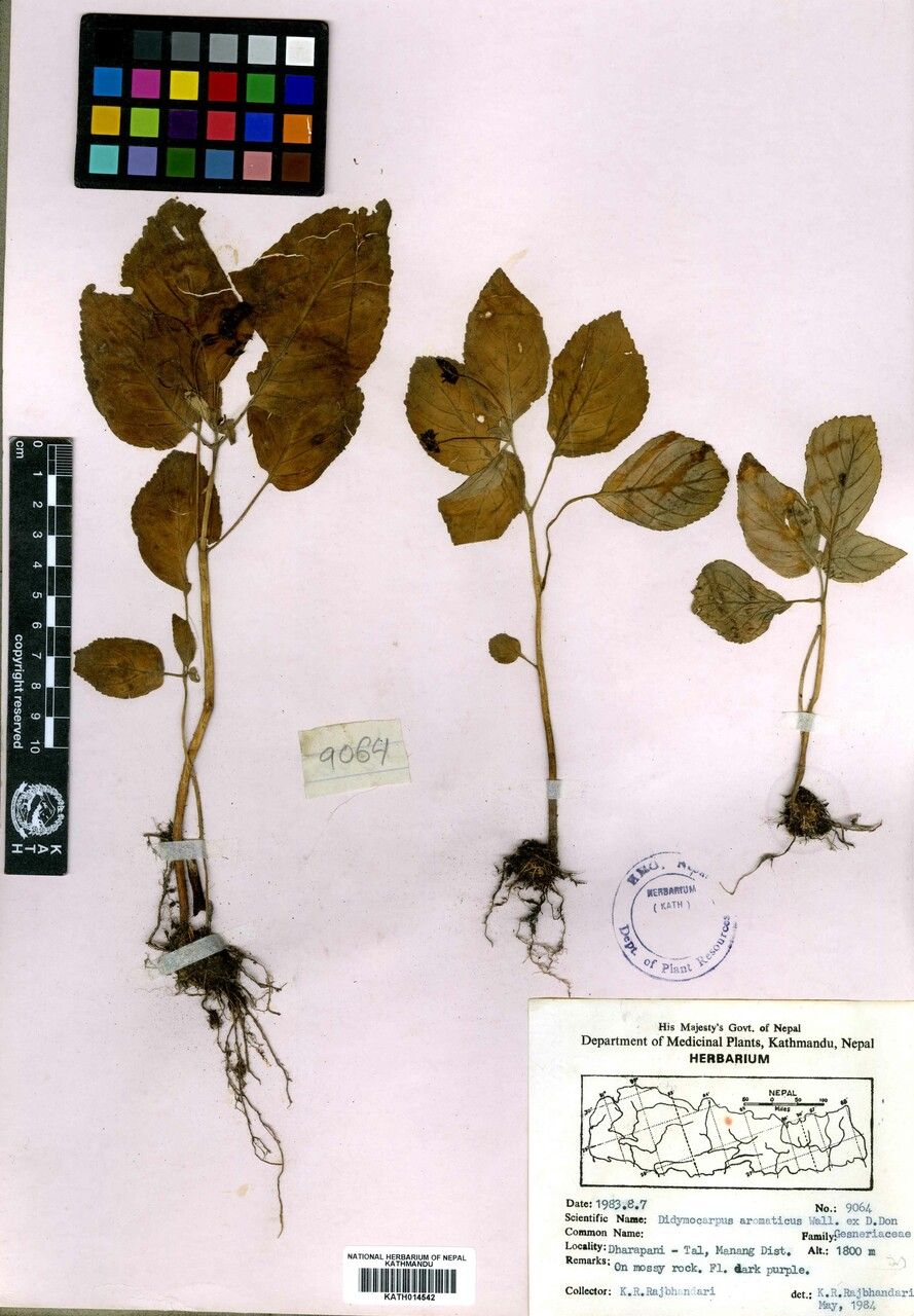 Didymocarpus aromaticus other