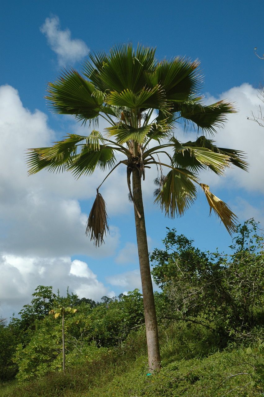 Pritchardia thurstonii habit