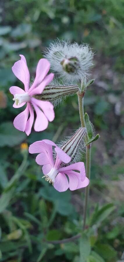 Silene colorata flower
