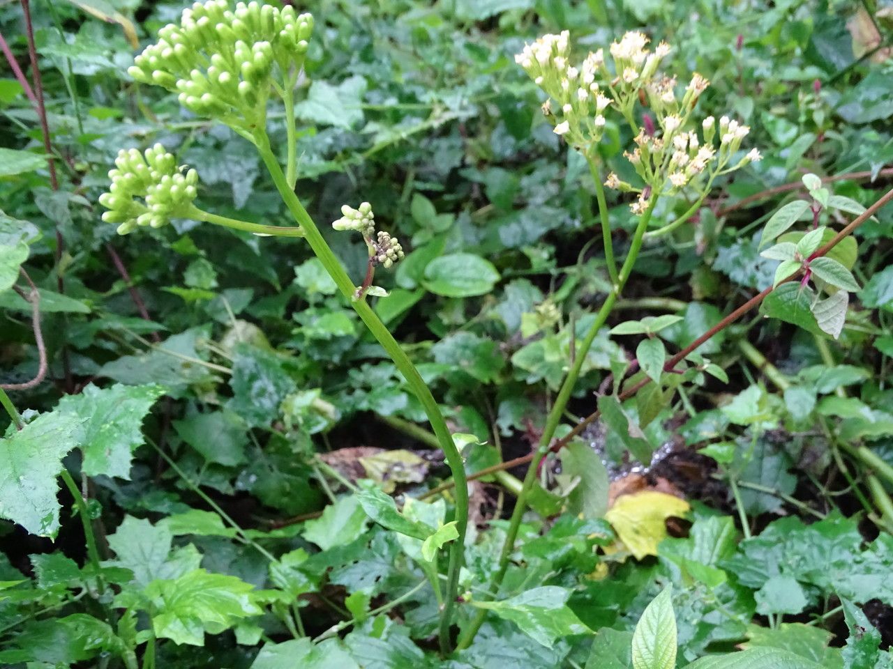 Senecio syringifolius habit