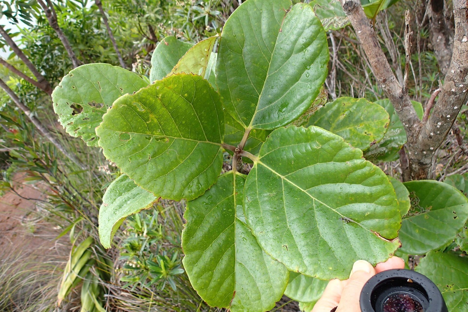 Gmelina neocaledonica — houseplant care guide