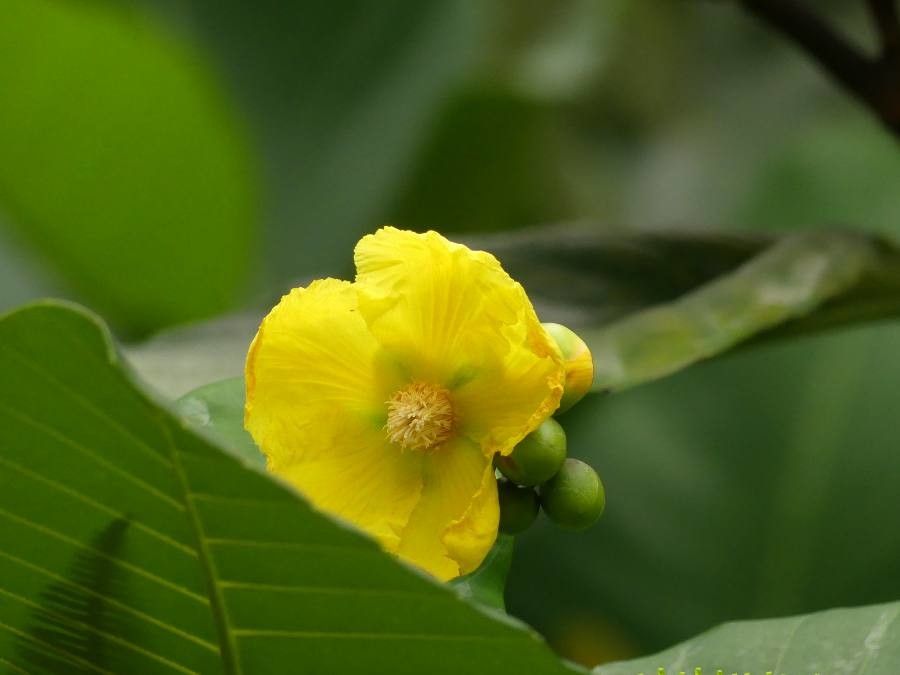 Dillenia suffruticosa flower