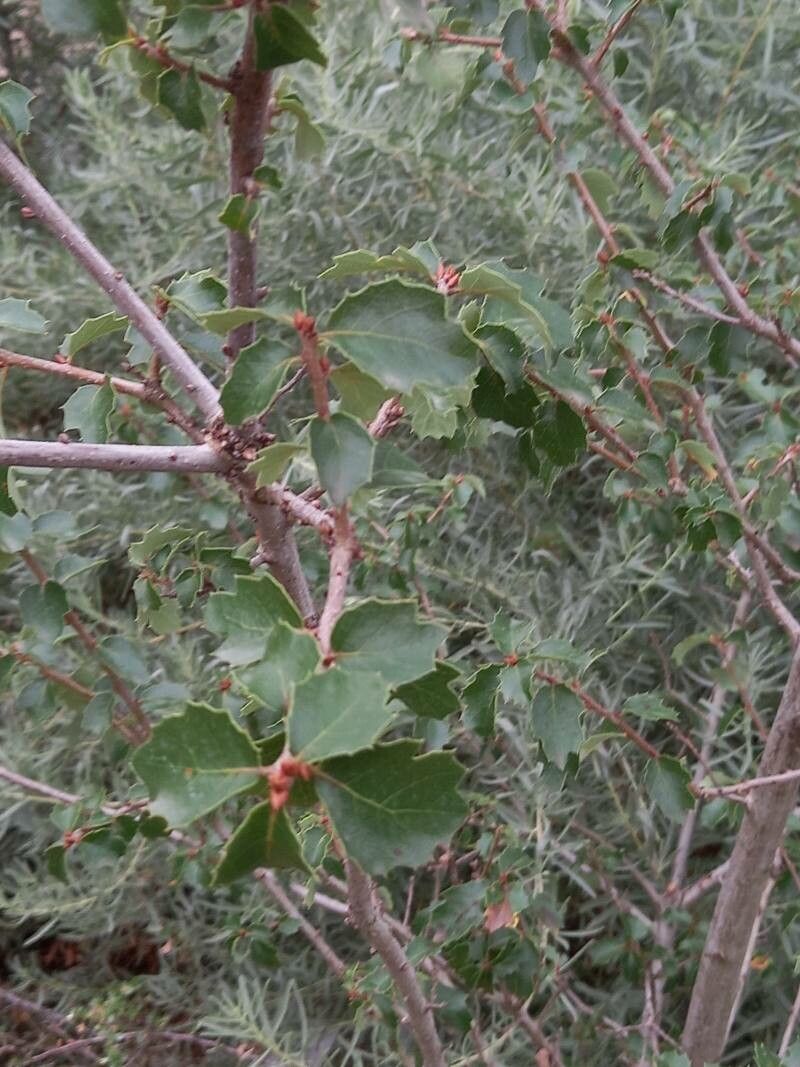 Quercus berberidifolia — search result for 'Fagaceae'