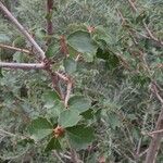 Quercus berberidifolia