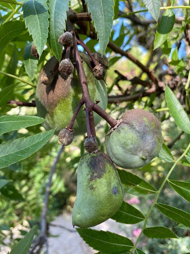 Juglans hindsii fruit