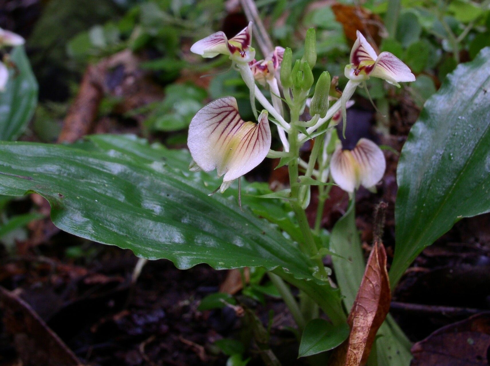 Liparis platyglossa — houseplant care guide