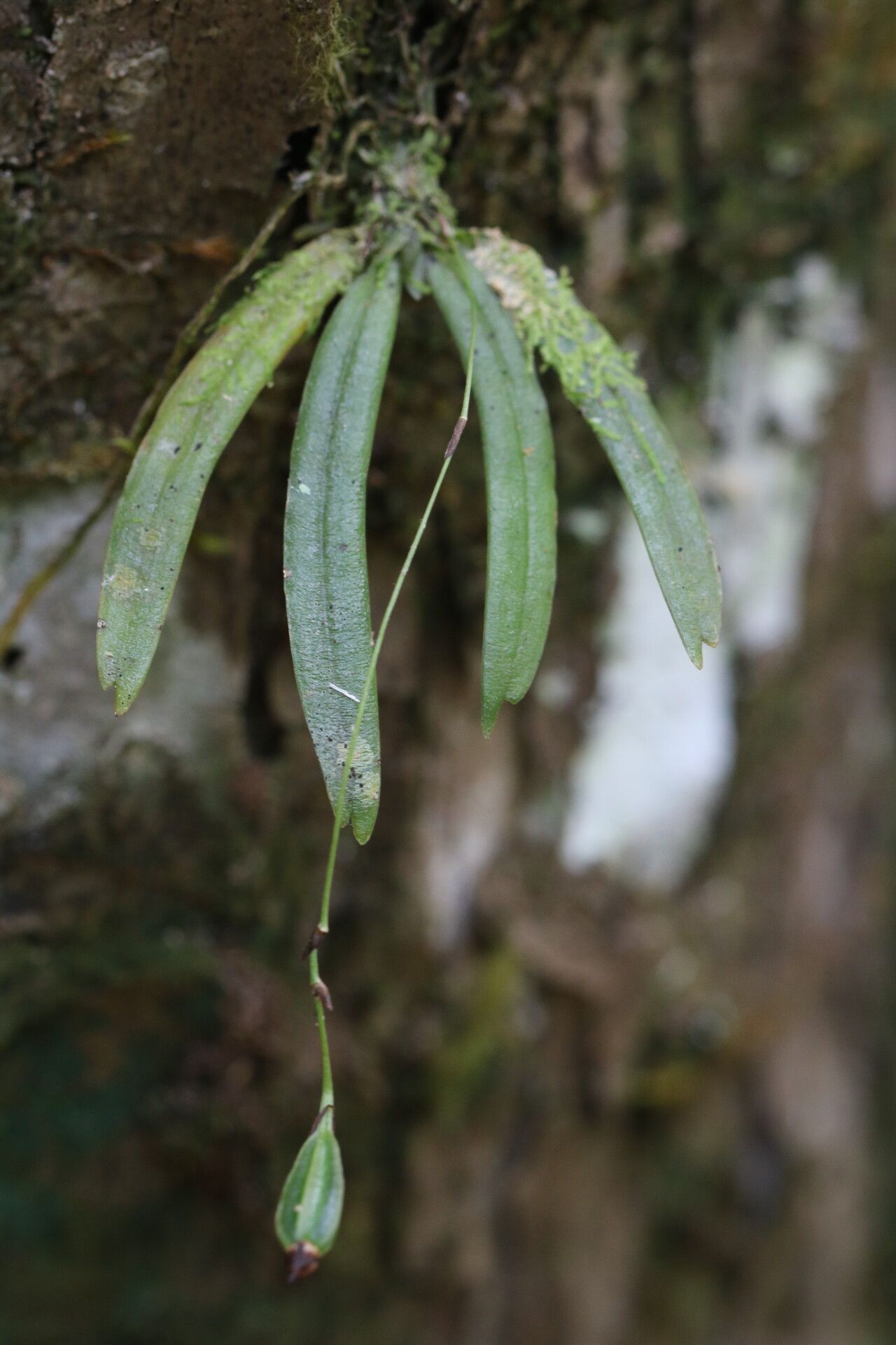 Angraecum rhynchoglossum fruit