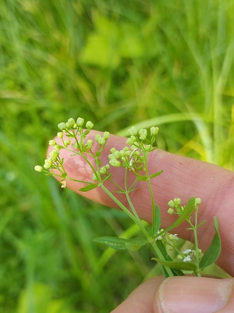 Galium boreale fruit