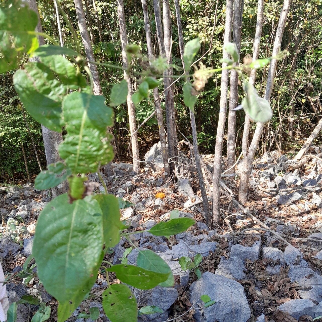 Paederia majungensis — houseplant care guide