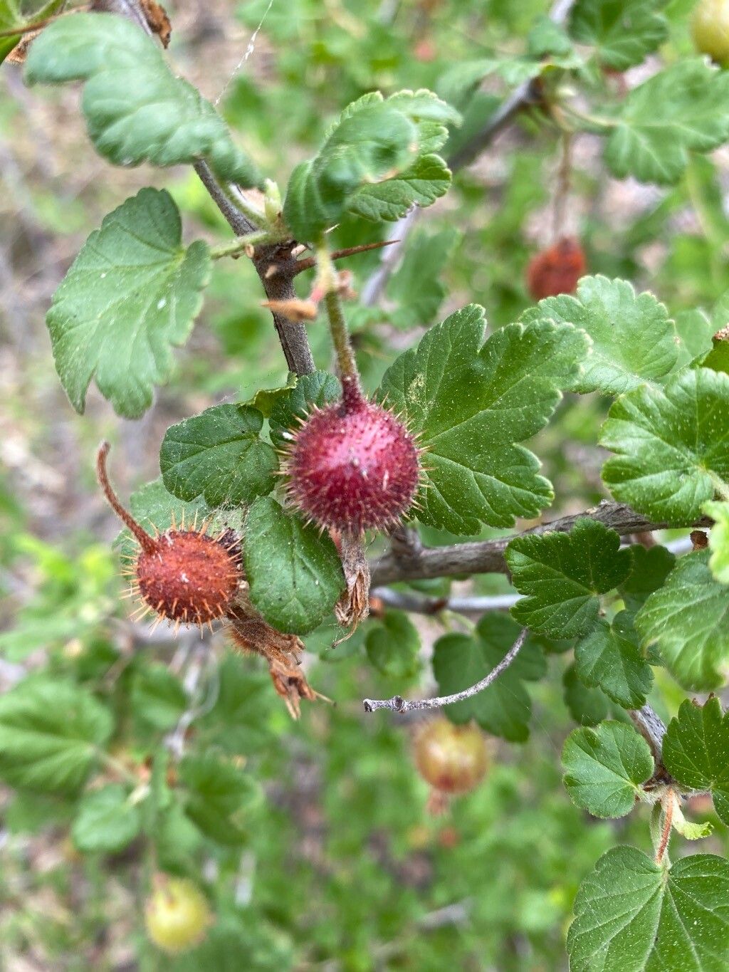 Ribes amarum fruit