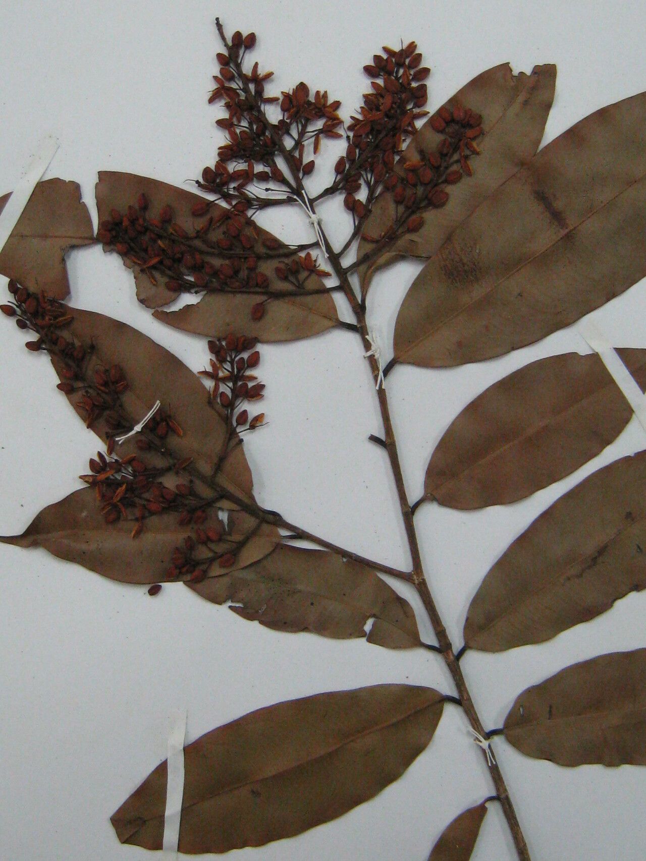 Ouratea scottii other