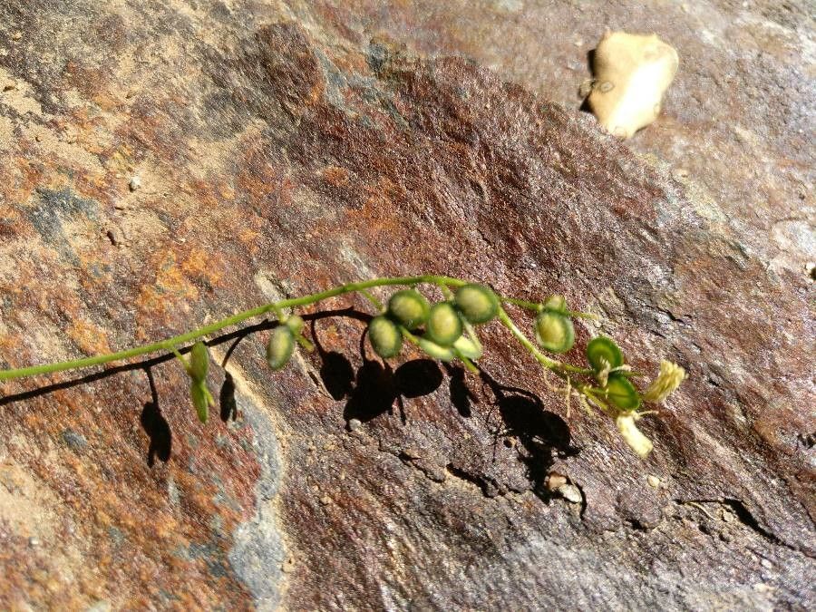 Biscutella glacialis fruit