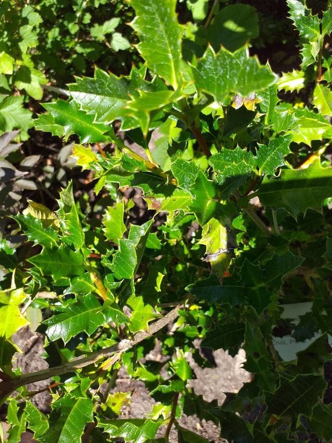 Desfontainia spinosa — houseplant care guide