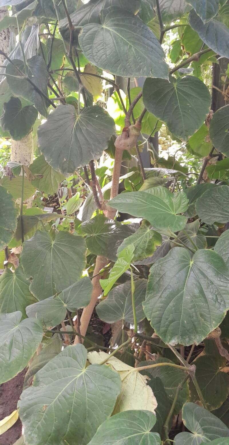 Piper carrilloanum habit