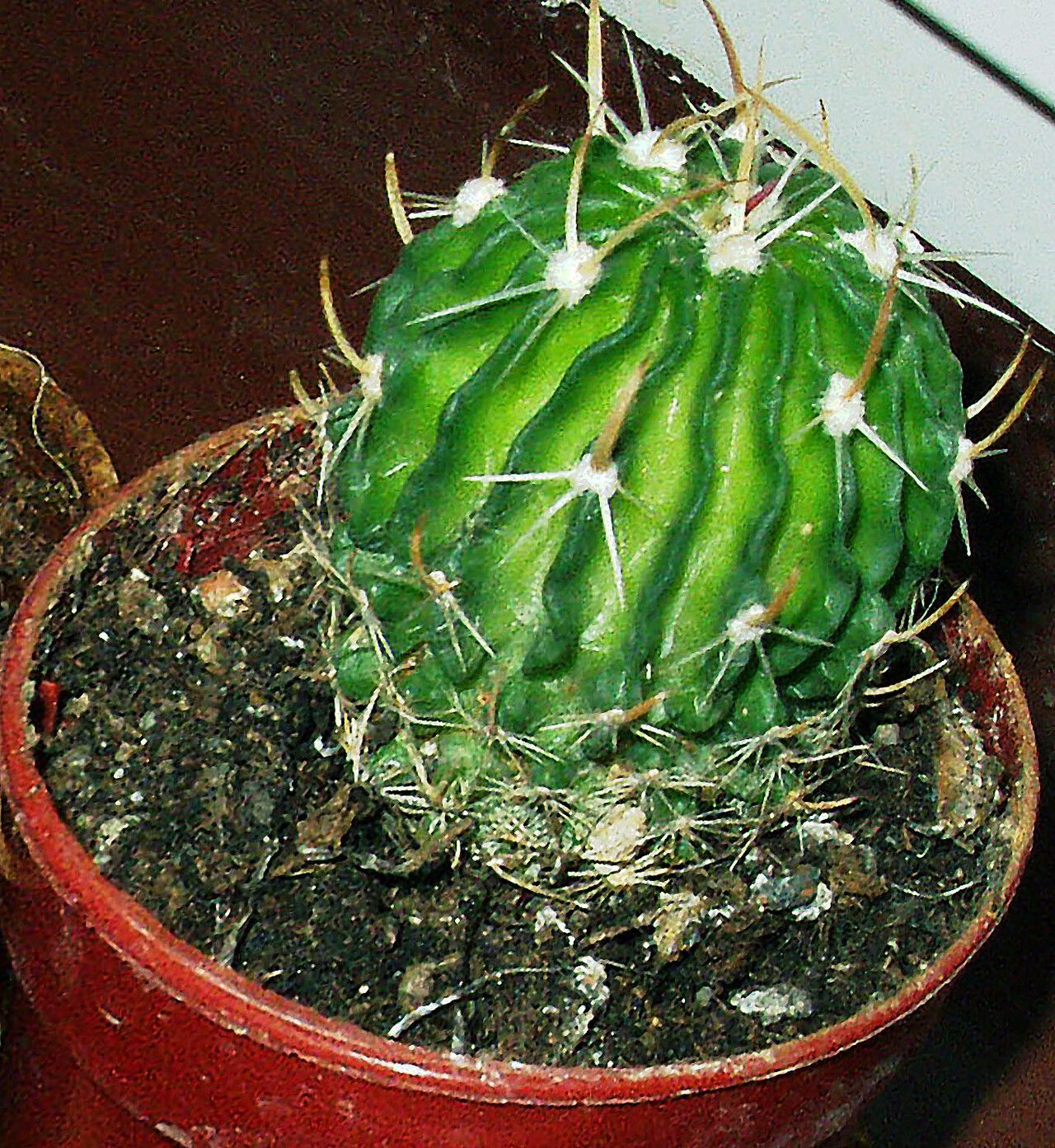 Stenocactus multicostatus leaf