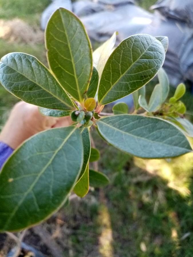 Azara uruguayensis leaf