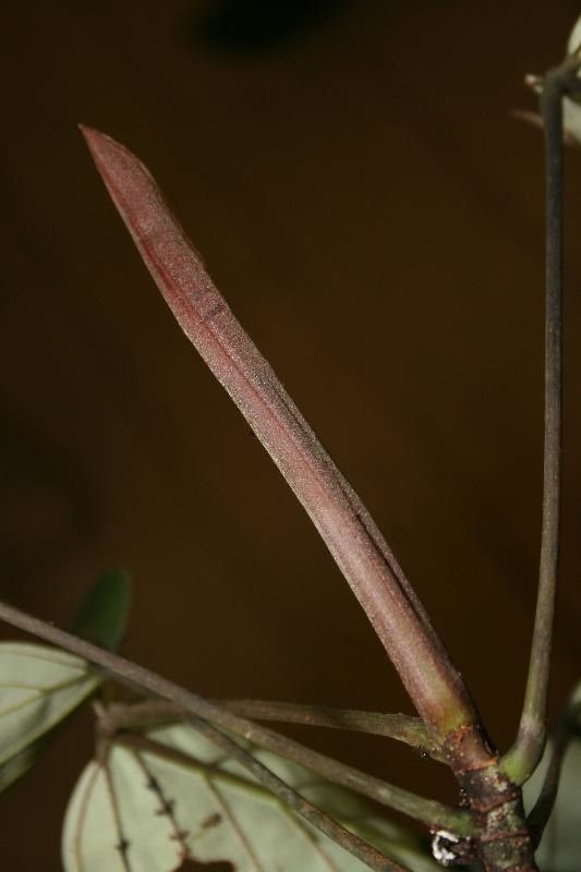 Pourouma melinonii other