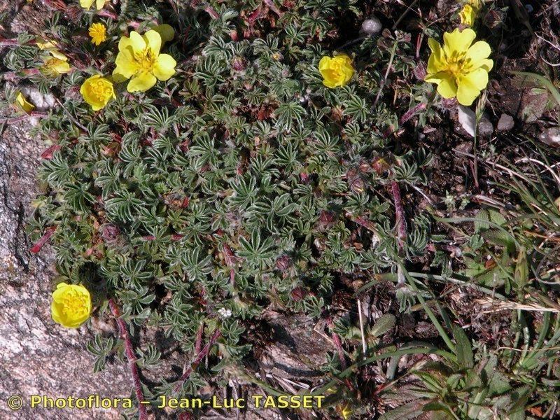 Potentilla fagineicola habit
