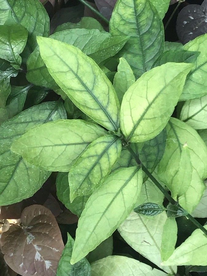 Asystasia scandens — search result for 'Asystasia'