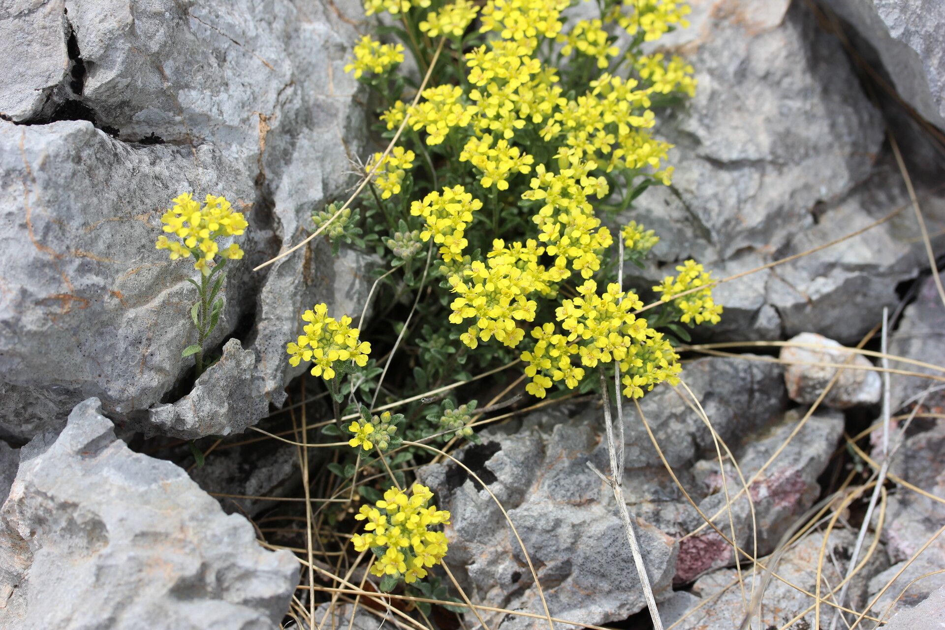Alyssum austrodalmaticum flower