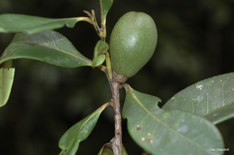 Diospyros balansae fruit
