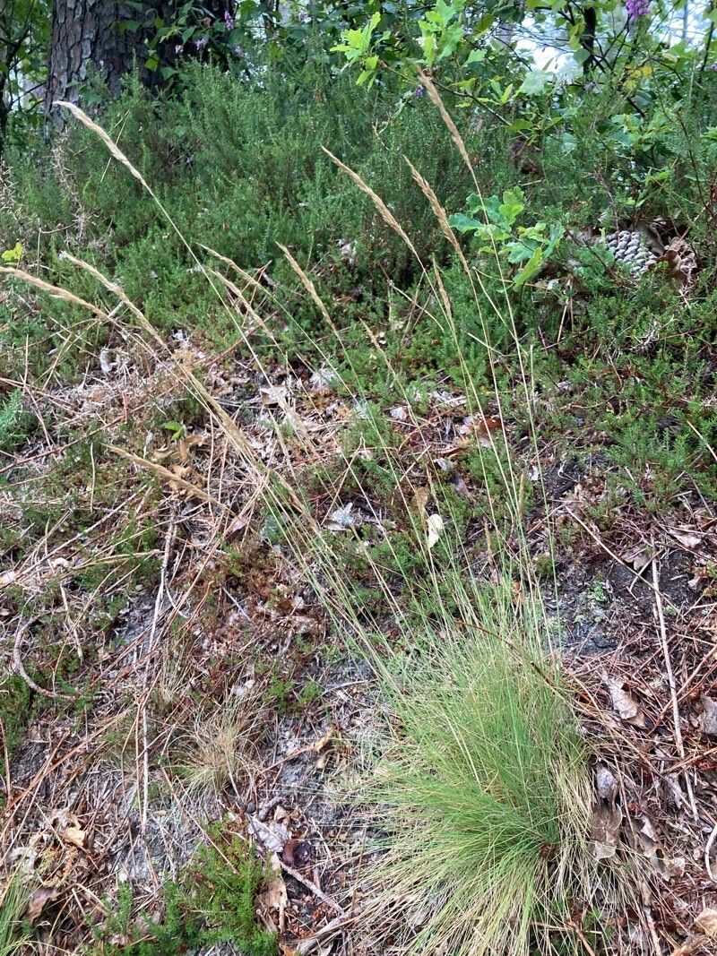 Agrostis curtisii habit