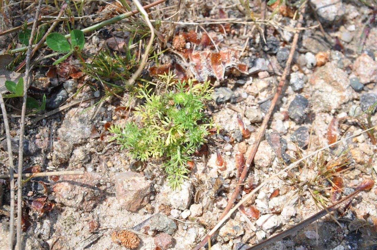 Soliva sessilis flower