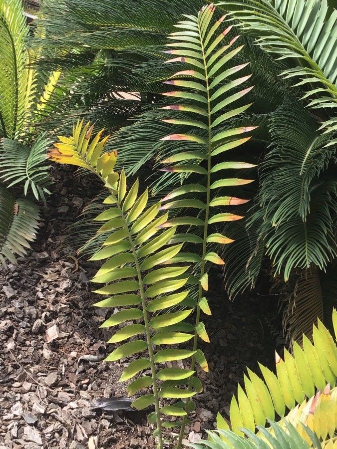 Encephalartos transvenosus habit