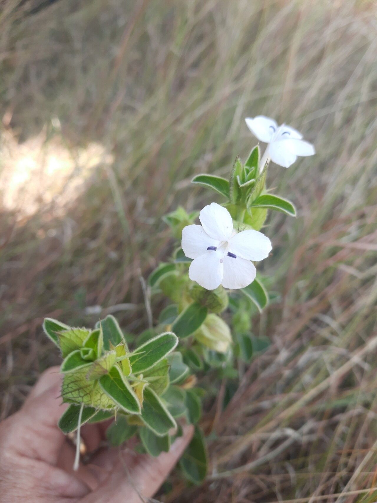 Barleria grandicalyx — houseplant care guide