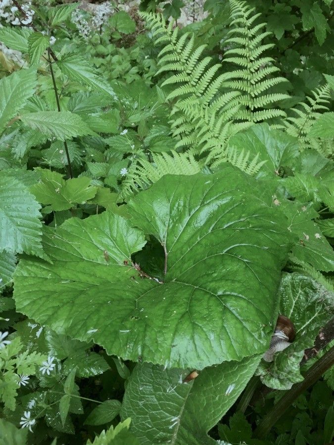 Petasites paradoxus leaf